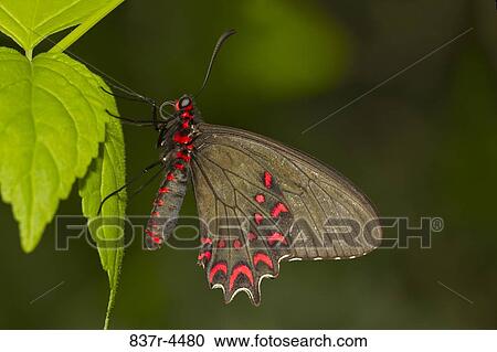 Parides Photinus, Pink-spotted Cattleheart, underwing view View Large Photo Image Stock Image - Parides Photinus, Pink-spotted Cattleheart, underwing view. Fotosearch