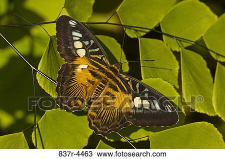 Parthenos sylvia, Brown Clipper, native to Philippines View Large Photo Image Stock Image - Parthenos sylvia, Brown Clipper, native to Philippines. Fotosearch