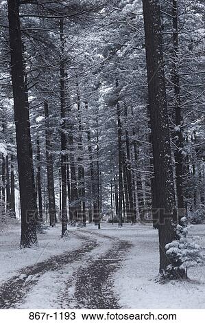 Path passing through a forest, Michigan, USA View Large Photo Image Stock Image - Path passing through a forest, Michigan, USA. Fotosearch