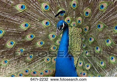 Peacock, male indian peafowl (pavo cristatus) View Large Photo Image Stock Image - Peacock, male indian peafowl (pavo cristatus). Fotosearch