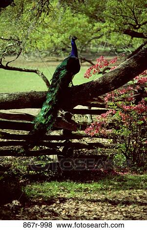 Peacock on a tree branch View Large Photo Image Stock Photo - Peacock on a tree branch. Fotosearch