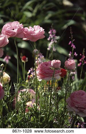 Peonies in a field View Large Photo Image Stock Photo - Peonies in a field. Fotosearch