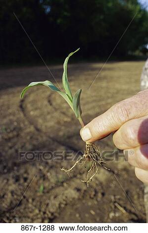 Person holding a sapling View Large Photo Image Stock Photo - Person holding a sapling. Fotosearch