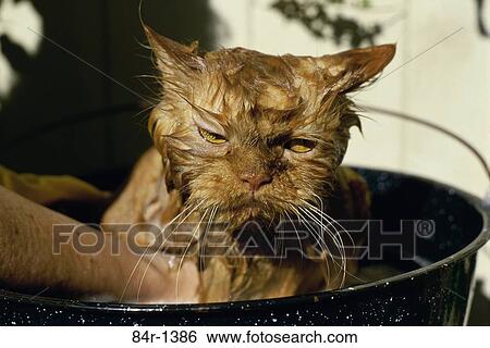Person washing a cat View Large Photo Image Stock Photograph - Person washing a cat. Fotosearch