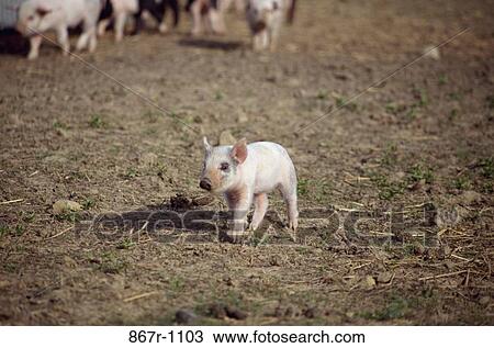 Piglet in a field View Large Photo Image Stock Image - Piglet in a field. Fotosearch