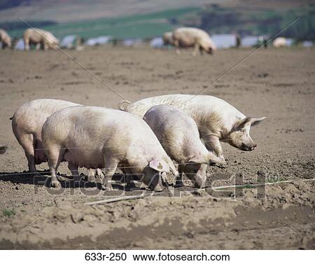 Pigs foraging, Northumberland, England View Large Photo Image Stock Image - Pigs foraging, Northumberland, England. Fotosearch