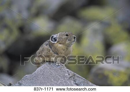 Stock Image - Pika on a rock. Fotosearch