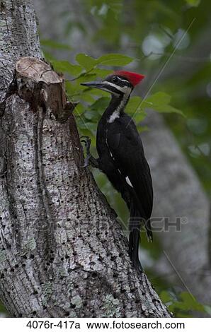 Stock Image - Pileated Woodpecker (Dryocopus pileatus) on tree trunk. Fotosearch