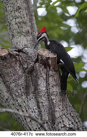 Pileated Woodpecker (Dryocopus pileatus) on tree trunk View Large Photo Image Stock Image - Pileated Woodpecker (Dryocopus pileatus) on tree trunk. Fotosearch