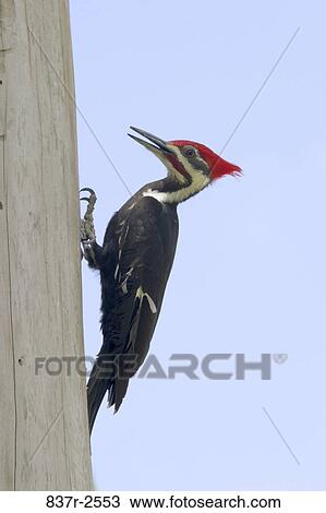 Pileated Woodpecker on a tree View Large Photo Image Stock Image - Pileated Woodpecker on a tree. Fotosearch