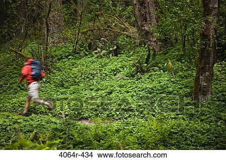 Portland, Oregon, USA, Man trail running with backpack View Large Photo Image Picture - Portland, Oregon, USA, Man trail running with backpack. Fotosearch