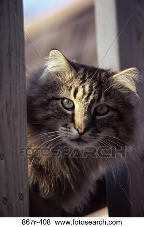 Stock Photo - Portrait of a cat. Fotosearch