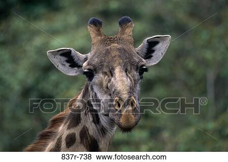 Portrait of a giraffe, Masai Mara Game Reserve, Kenya View Large Photo Image Stock Photo - Portrait of a giraffe, Masai Mara Game Reserve, Kenya. Fotosearch