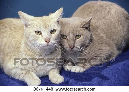 Portrait of two cats View Large Photo Image Stock Photo - Portrait of two cats. Fotosearch
