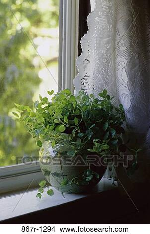 Potted Marjoram on a window ledge View Large Photo Image Picture - Potted Marjoram on a window ledge. Fotosearch