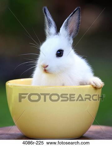 Rabbit in bowl View Large Photo Image Stock Photography - Rabbit in bowl. Fotosearch