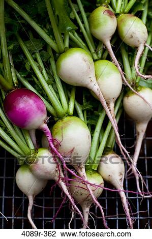 Raw turnips, directly above View Large Photo Image Stock Image - Raw turnips, directly above. Fotosearch