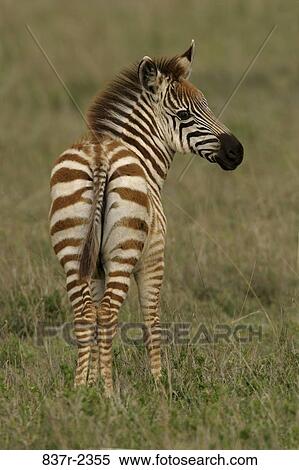 Rear view of a zebra foal View Large Photo Image Stock Photography - Rear view of a zebra foal. Fotosearch