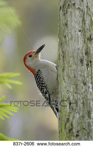 Red-bellied Woodpecker on a tree View Large Photo Image Stock Photograph - Red-bellied Woodpecker on a tree. Fotosearch