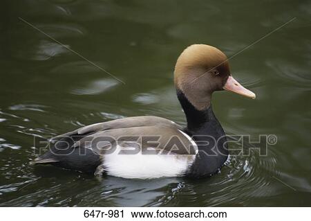 Stock Image - Red-crested Pochard floating on water (Rhodonessa rufina). Fotosearch