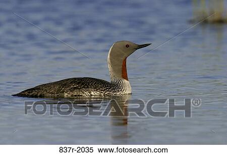 Red-Throated Loon floating on water View Large Photo Image Stock Photography - Red-Throated Loon floating on water. Fotosearch