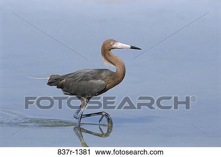 Reddish Egret in water View Large Photo Image Stock Image - Reddish Egret in water. Fotosearch