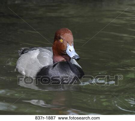 Redhead Duck in water View Large Photo Image Stock Photo - Redhead Duck in water. Fotosearch