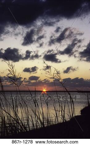 Reed plants near a lake, Outer Banks, North Carolina, USA View Large Photo Image Stock Photo - Reed plants near a lake, Outer Banks, North Carolina, USA. Fotosearch
