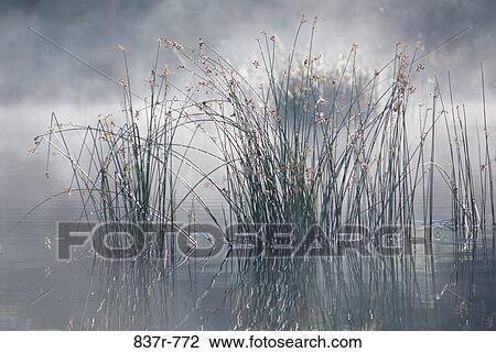 Reeds in a lake View Large Photo Image Stock Image - Reeds in a lake. Fotosearch