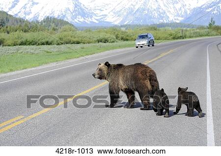 Research grizzly sow 610 and her two cubs cross the highway near Willow Flats in Grand Teton National Park. View Large Photo Image Stock Image - Research grizzly sow 610 and her two cubs cross the highway near Willow Flats in Grand Teton National Park.. Fotosearch