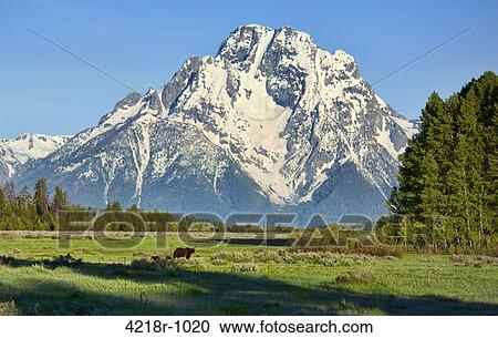 Research grizzly sow 610 and her two cubs in Willow Flats, standing in front of Mt. Moran, at Grand Teton National Park View Large Photo Image Stock Image - Research grizzly sow 610 and her two cubs in Willow Flats, standing in front of Mt. Moran, at Grand Teton National Park. Fotosearch