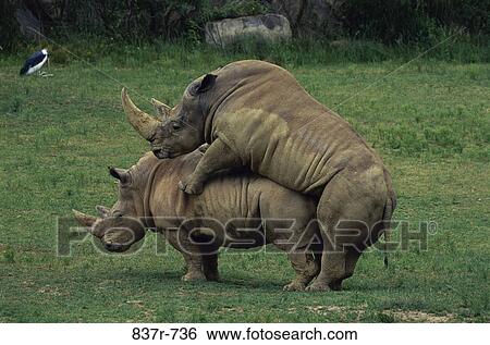 Stock Photograph - Rhinoceroses mating in a field. Fotosearch