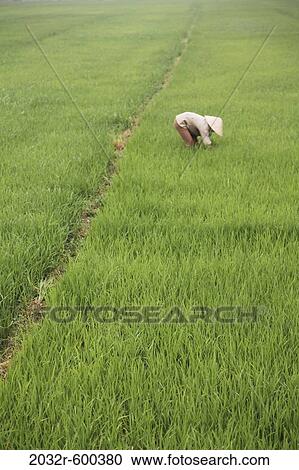 Stock Image - Rice Fields, Maichau Vietnam. Fotosearch