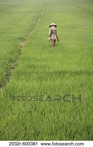 Rice Fields, Maichau Vietnam View Large Photo Image Stock Image - Rice Fields, Maichau Vietnam. Fotosearch