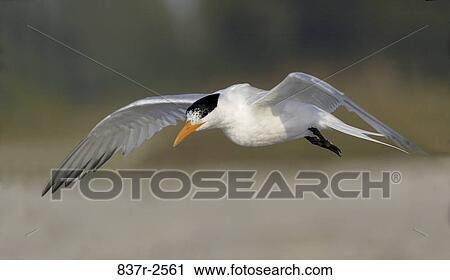 Royal Tern flying in the sky View Large Photo Image Stock Image - Royal Tern flying in the sky. Fotosearch