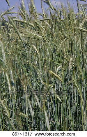 Stock Photo - Rye field. Fotosearch