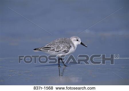 Sanderling in water View Large Photo Image Stock Photo - Sanderling in water. Fotosearch