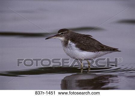 Sandpiper in water View Large Photo Image Stock Image - Sandpiper in water. Fotosearch
