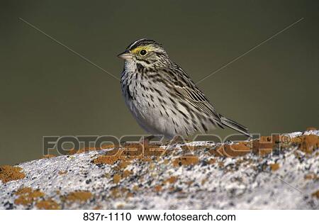 Savannah Sparrow on a rock View Large Photo Image Stock Image - Savannah Sparrow on a rock. Fotosearch