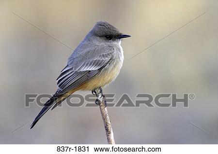 Say's Phoebe on a branch View Large Photo Image Stock Image - Say's Phoebe on a branch. Fotosearch