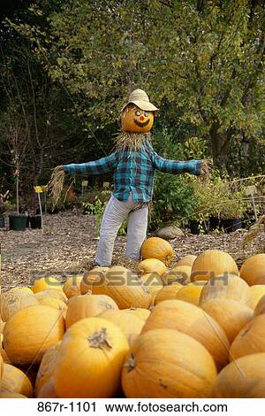 Stock Image - Scarecrow in a pumpkin patch. Fotosearch
