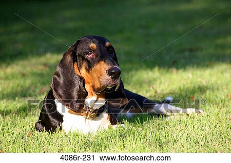 Scent hound lying on grass View Large Photo Image Stock Image - Scent hound lying on grass. Fotosearch