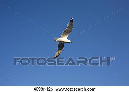 Seagull in flight against the blue sky View Large Photo Image Stock Photography - Seagull in flight against the blue sky. Fotosearch