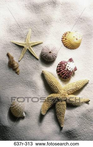 Stock Image - Seashells with starfish in the sand at the beach. Fotosearch