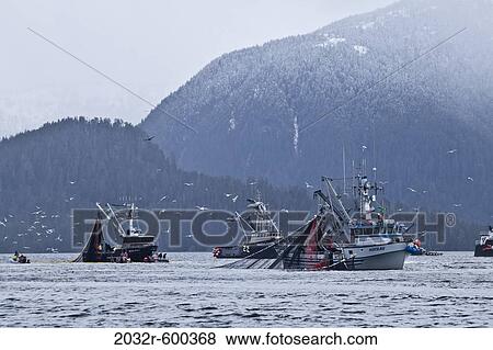 Seining for herring, Sitka Alaska View Large Photo Image Stock Photo - Seining for herring, Sitka Alaska. Fotosearch