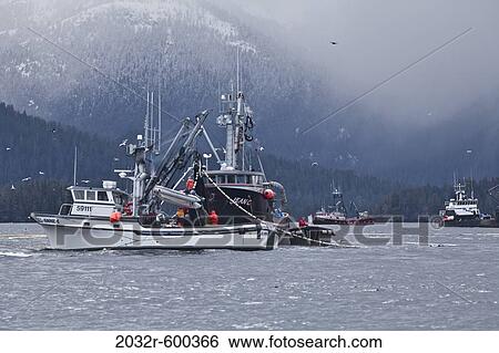 Seining for herring, Sitka Alaska View Large Photo Image Stock Photograph - Seining for herring, Sitka Alaska. Fotosearch
