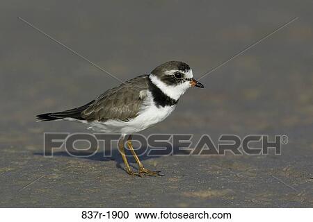 Stock Image - Semipalmated Plover. Fotosearch