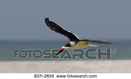 Side profile of a Black Skimmer flying (Rynchops niger) View Large Photo Image Stock Photo - Side profile of a Black Skimmer flying (Rynchops niger). Fotosearch