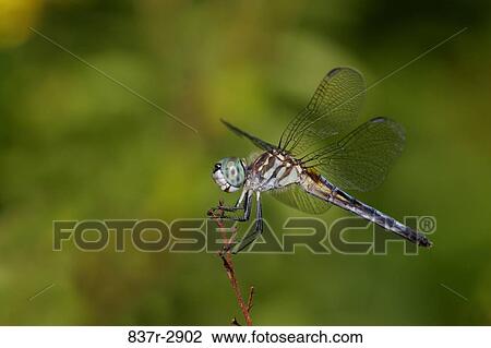Side profile of a Blue Dasher Dragonfly on a twig (Pachydiplax longipennis) View Large Photo Image Stock Image - Side profile of a Blue Dasher Dragonfly on a twig (Pachydiplax longipennis). Fotosearch