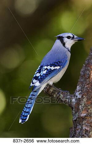 Side profile of a Blue Jay perching on a tree branch (Cyanocitta cristata) View Large Photo Image Stock Photograph - Side profile of a Blue Jay perching on a tree branch (Cyanocitta cristata). Fotosearch